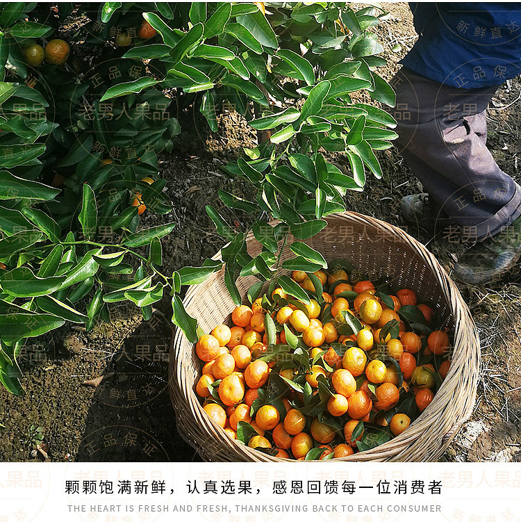 老男人果品砂糖桔（图ZMTE0NDgzNjQ0） - 宣传物料 - 站酷设计师邱公城原创素材 - 站酷ZCOOL