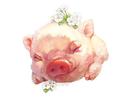 【萌宠by雪娃娃】猪猪睡啦