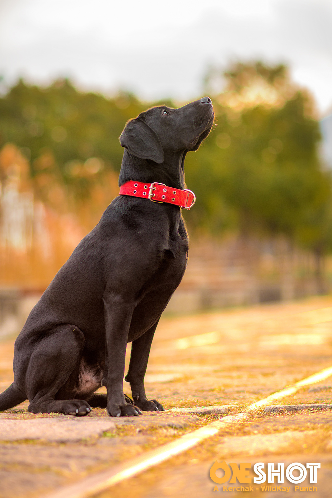 狗年魔都团 ii - 红圈狗头