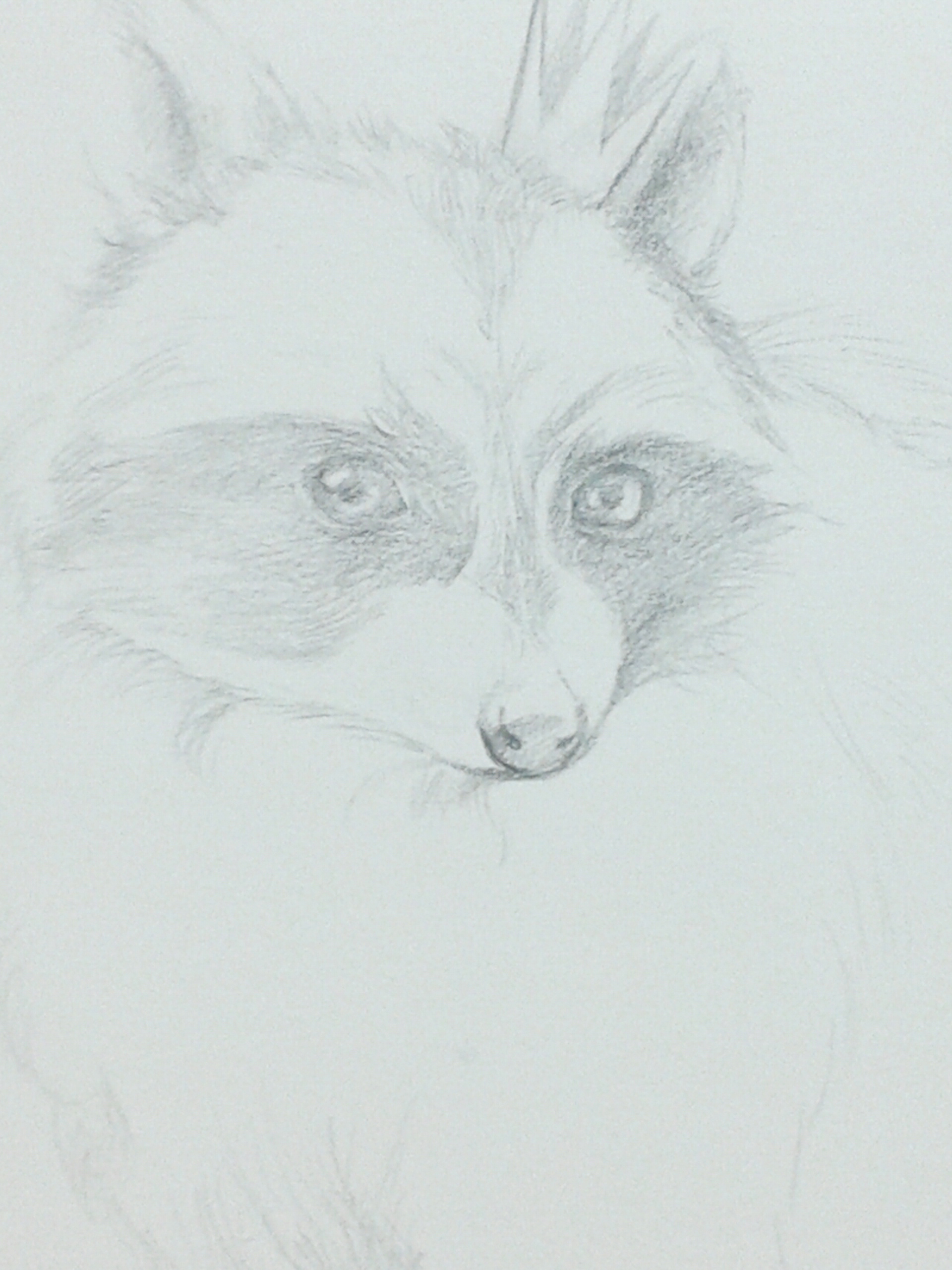 《小果的本 森de精灵——示爱的浣熊(过程) 》