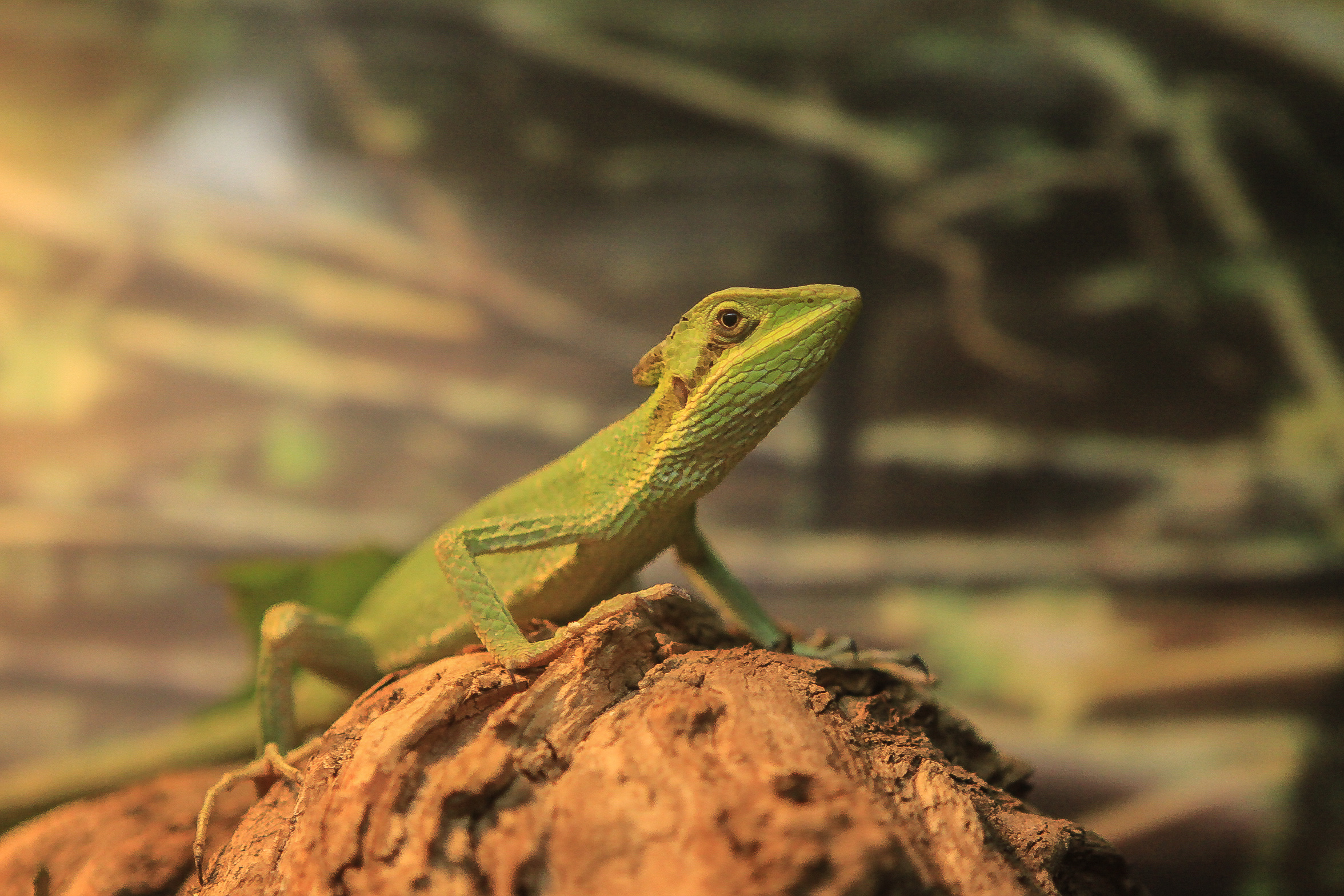 爬行动物_摄影设计老师王林-站酷zcool
