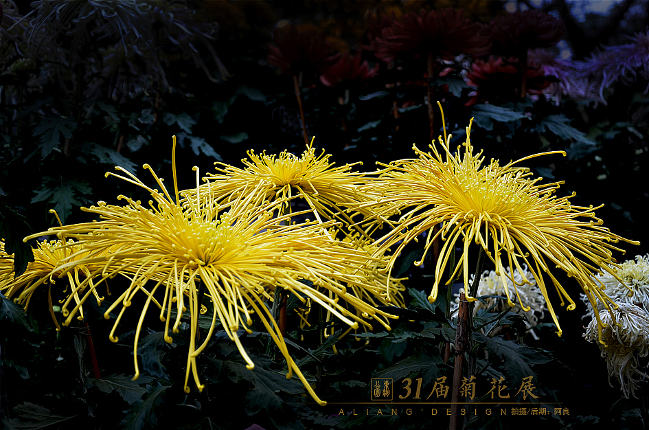 31届菊花展（图ZMjIwODM0MTY=） - 风光摄影 - 站酷设计师阿良品牌设计原创素材 - 站酷ZCOOL
