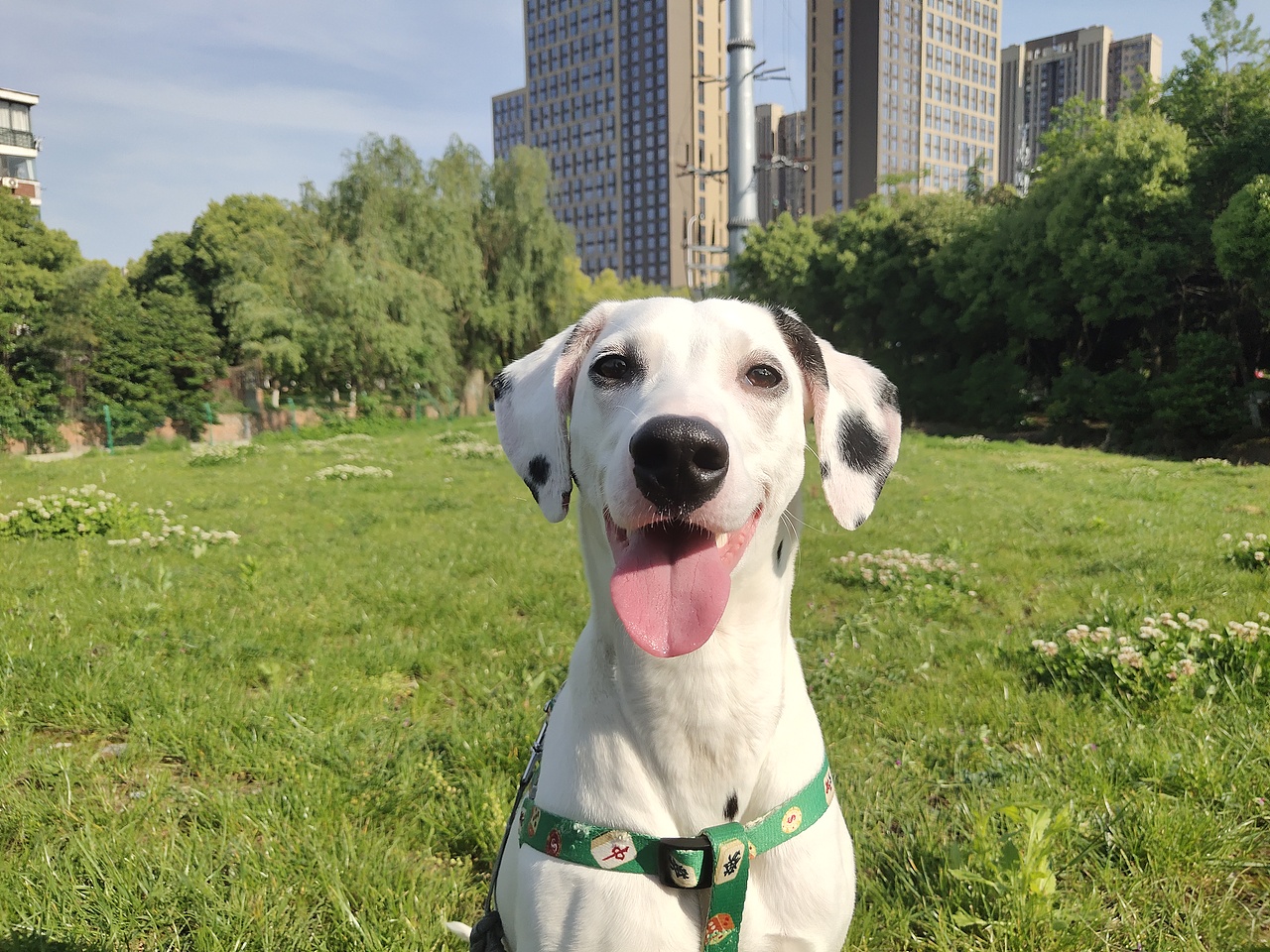 斑点狗-薯片（图ZMjA1NzY1MTMy） - 绘画 - 站酷设计师我是一只斑点原创素材 - 站酷ZCOOL