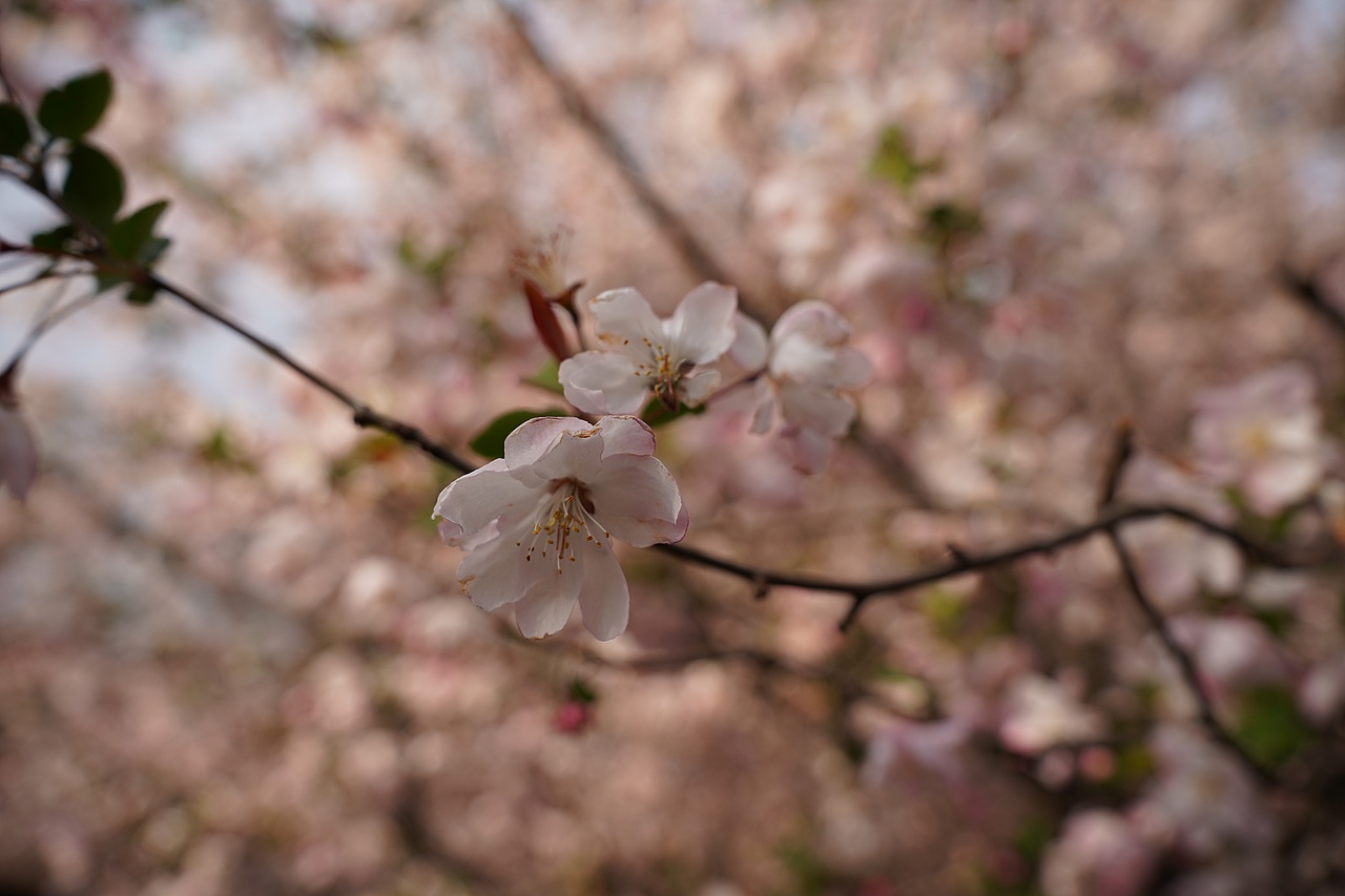南京莫愁湖公园