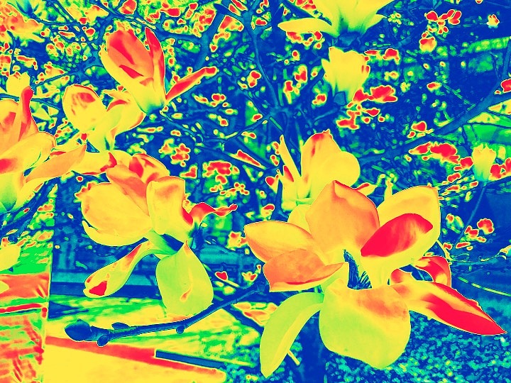 喜欢随拍的我....然后把这些图变成自己喜欢的感觉…