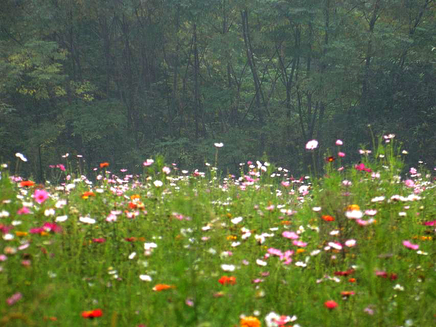 秋季国际慢城乡野风情（图ZMTk1Mjk5NjA=） - 风光摄影 - 站酷设计师zhangping_3636原创素材 - 站酷ZCOOL
