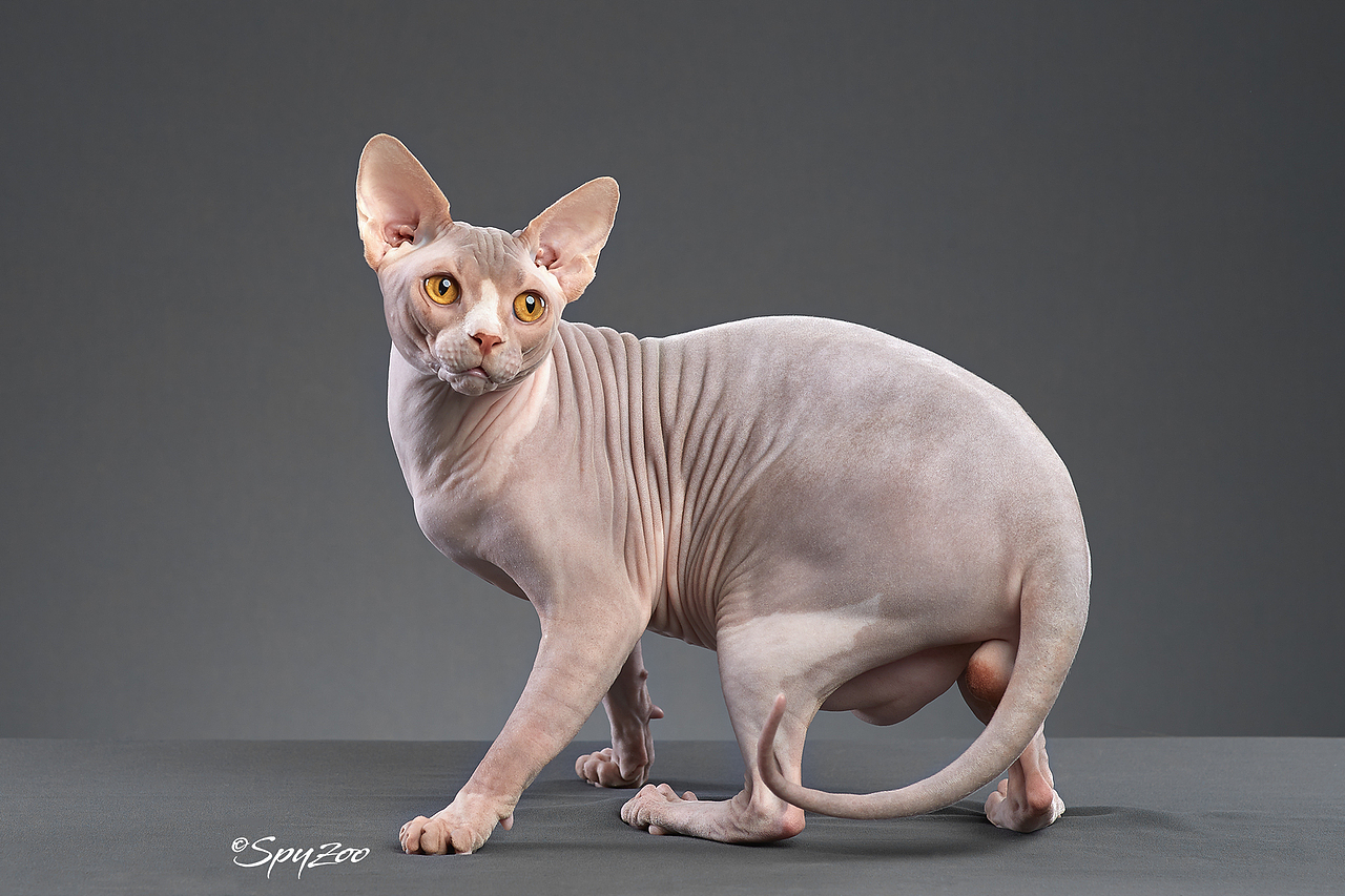 SPYZOO猫赛猫照片之「斯芬克斯无毛猫」（图ZMTY0MDc1NzY0） - 宠物摄影 - 站酷设计师spyzoo原创素材 - 站酷ZCOOL