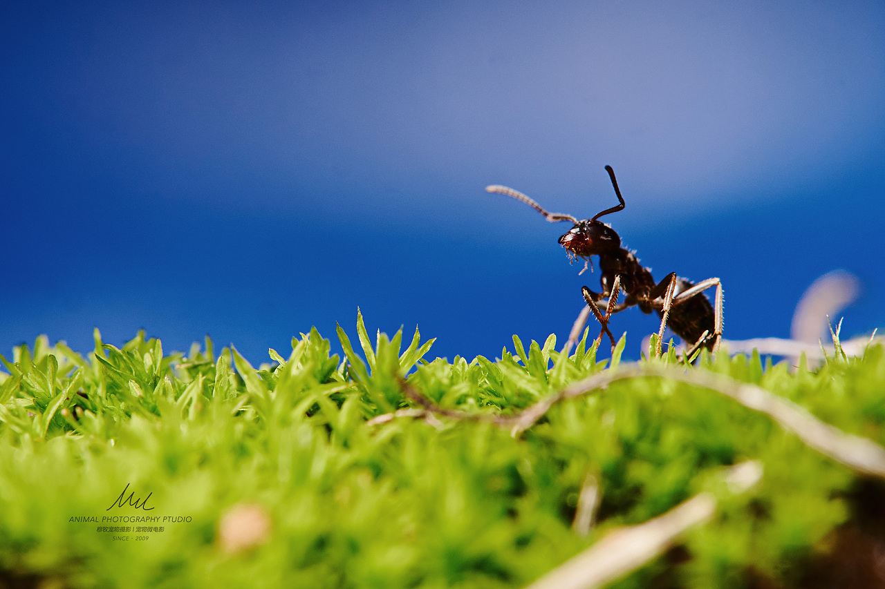 蚂蚁的合作图片素材-正版创意图片500636069-摄图网
