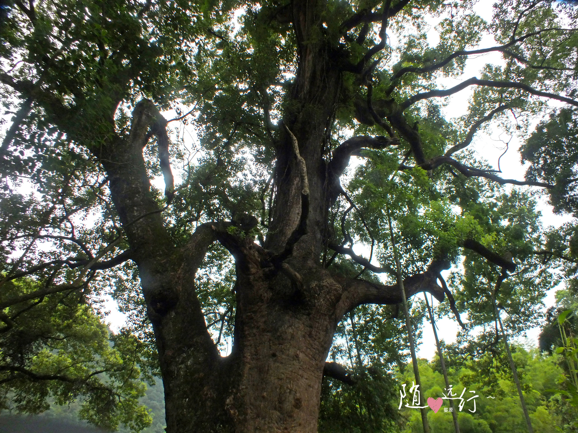 一棵老樟树守护婺源严田古村1600多年，如今成为该村旅游形象代言