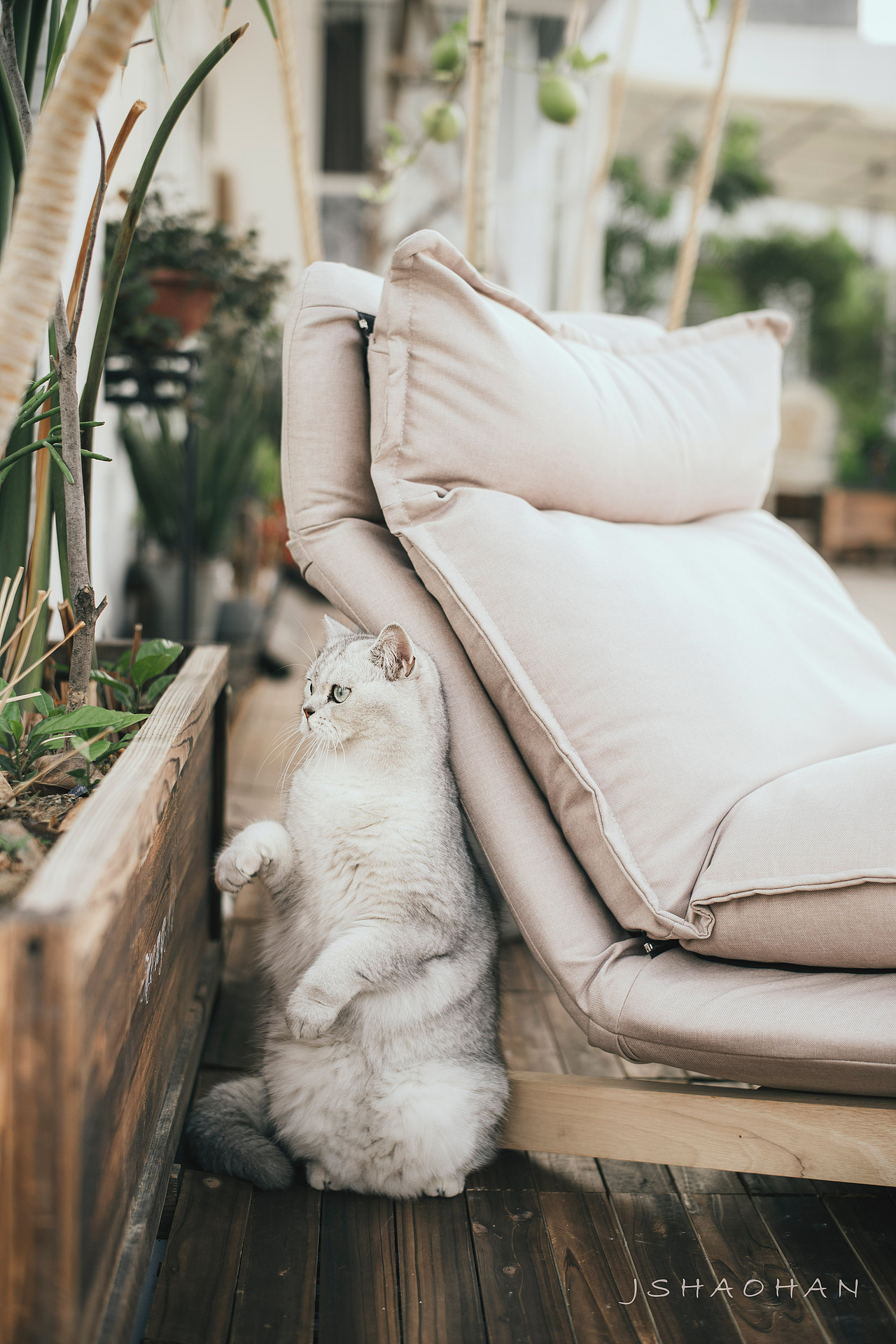 起了个早,给我的花园拍个写真