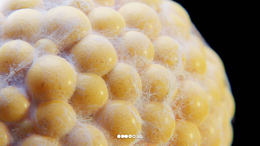 脂肪細(xì)胞（章魚(yú)小丸子）（圖ZMzE1NDc5MzAw） - 人物/生物 - 站酷設(shè)計(jì)師o(wú)moolab原創(chuàng)素材 - 站酷ZCOOL