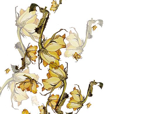 花卉（个人主页-ZMzAzOTUwNjQ=） - 创作习作 - 站酷设计师Mmatcha麻茶原创素材 - 站酷ZCOOL