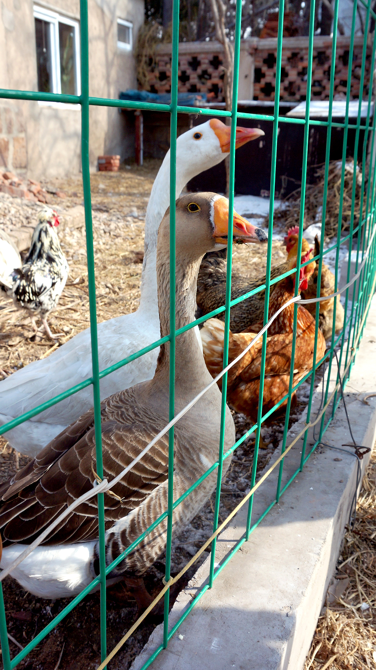 青岛西部城区④