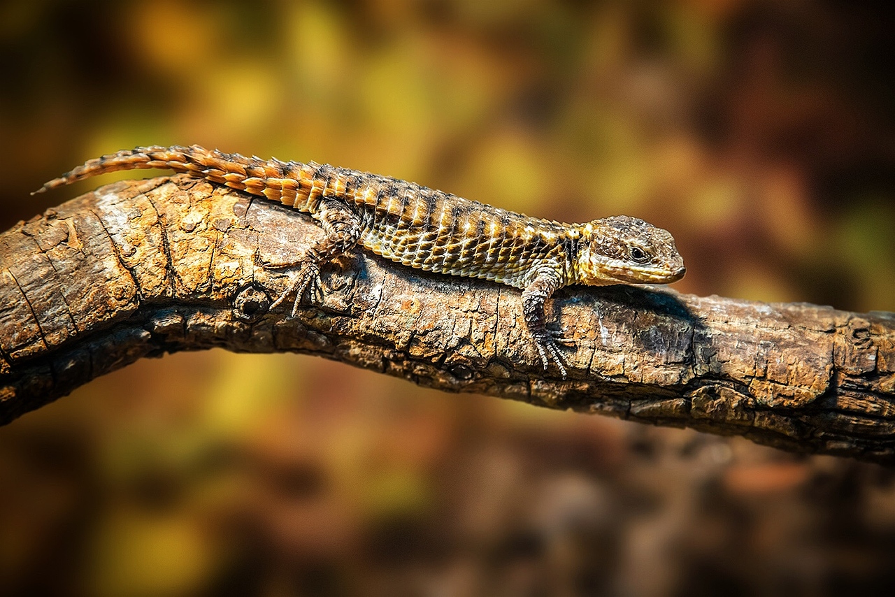 昆蟲館（圖ZNDMyMTYyMTI=） - 寵物攝影 - 站酷設計師克里空原創(chuàng)素材 - 站酷ZCOOL
