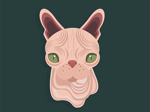 无毛猫
