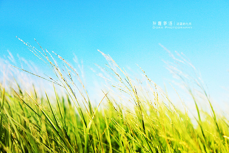 仲夏梦语（图ZNTE4NzQ3MDA=） - 风光摄影 - 站酷设计师朵拉影像原创素材 - 站酷ZCOOL