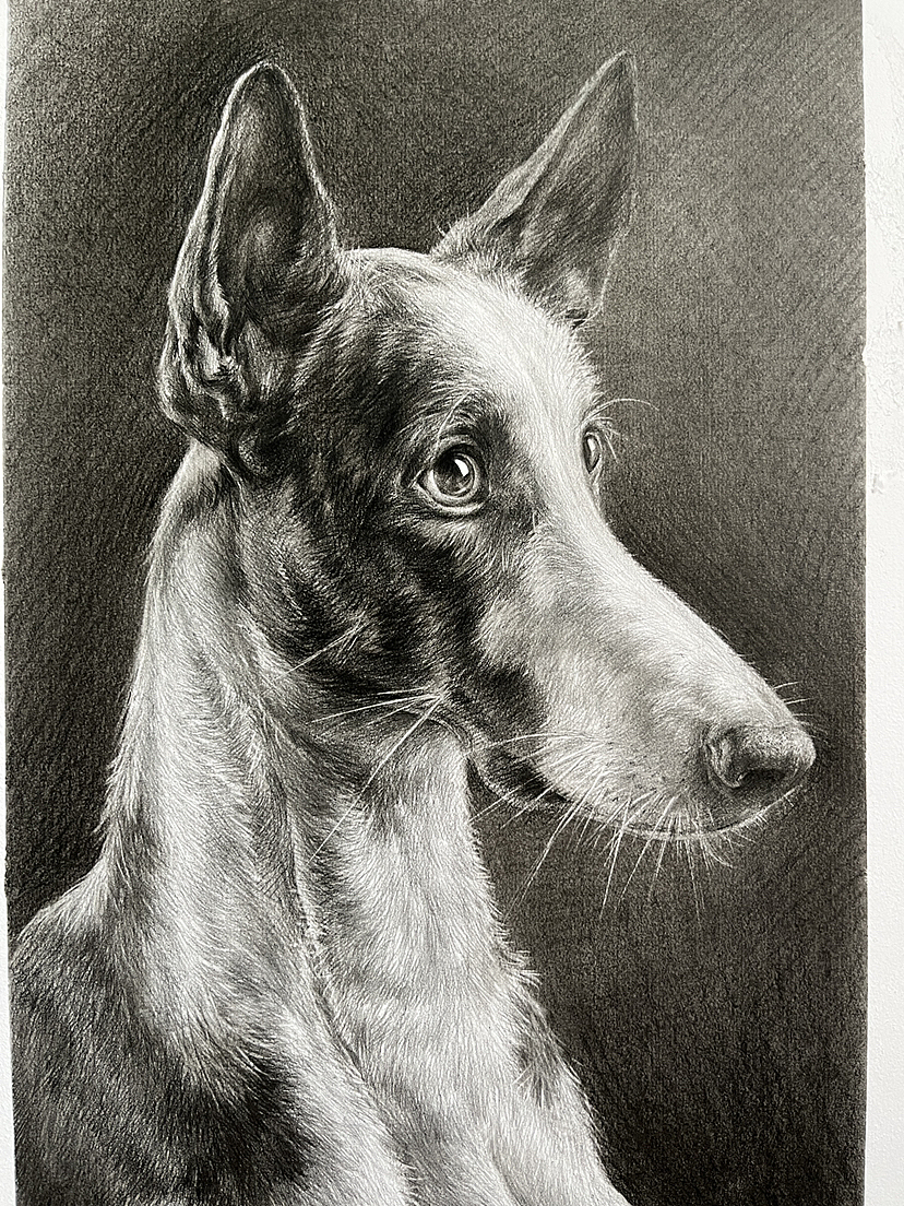 画了一条不知道叫什么的狗！（图ZMzM2NDcwMTUy） - 绘画 - 站酷设计师唐老师的素描课堂原创素材 - 站酷ZCOOL