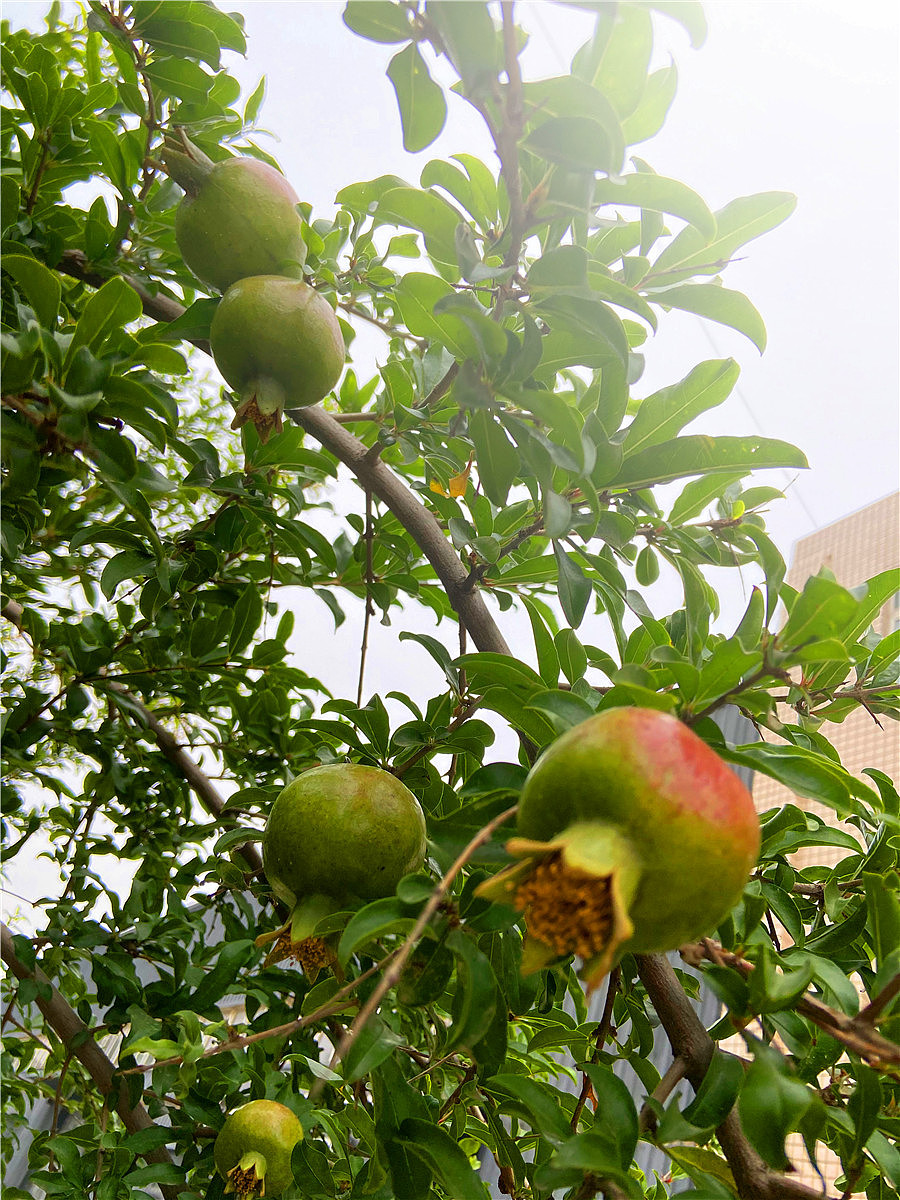 刘勇良手机纪实摄影：又是一个丰收年