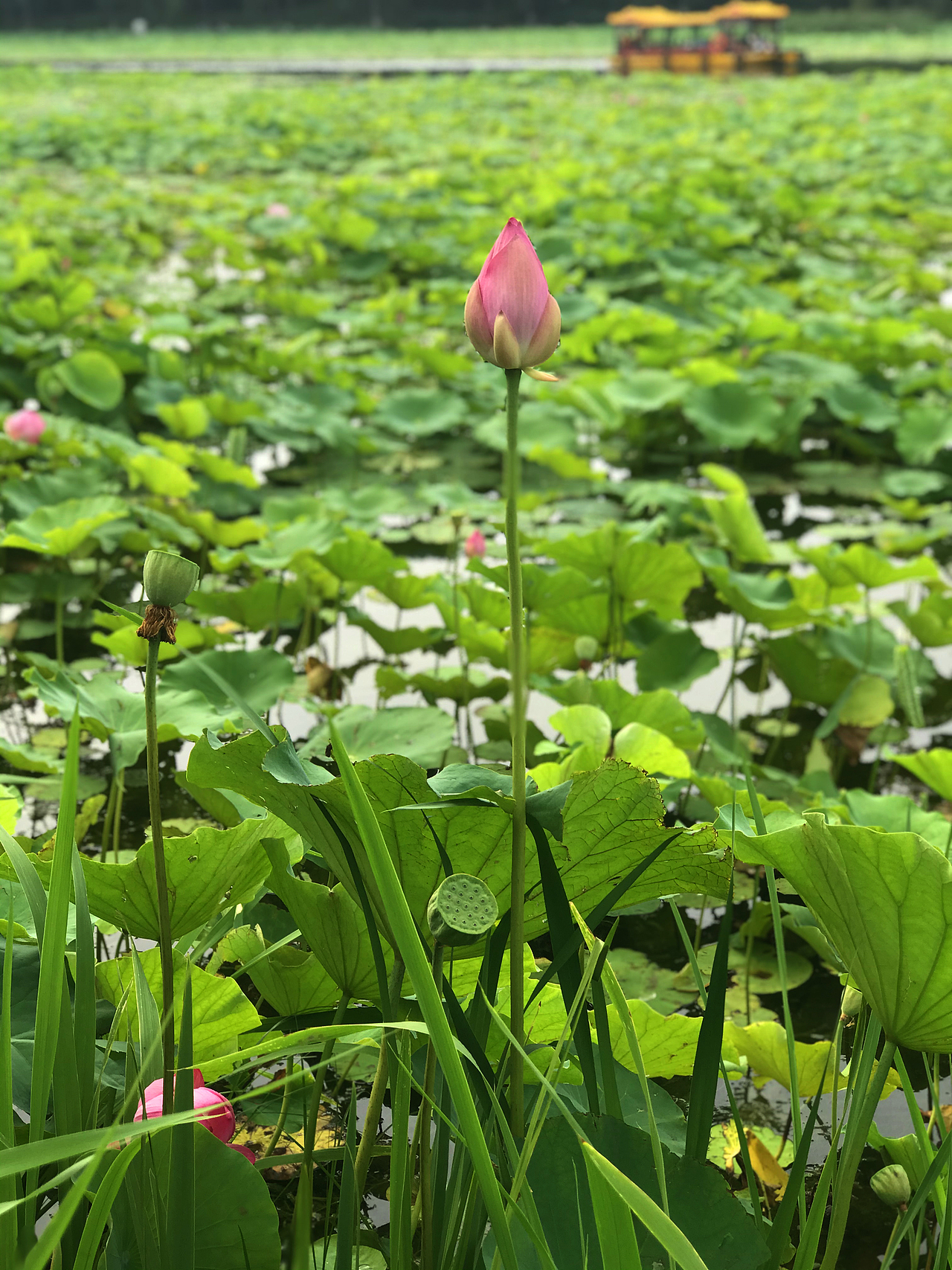 随手拍 圆明园遗址公园 西洋楼遗址 荷花 黑天鹅