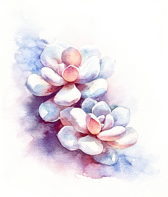 【一滴水手绘】一堆多肉（图ZMjQ2NjkyMDg=） - 商业插画 - 站酷设计师一滴水_小水原创素材 - 站酷ZCOOL