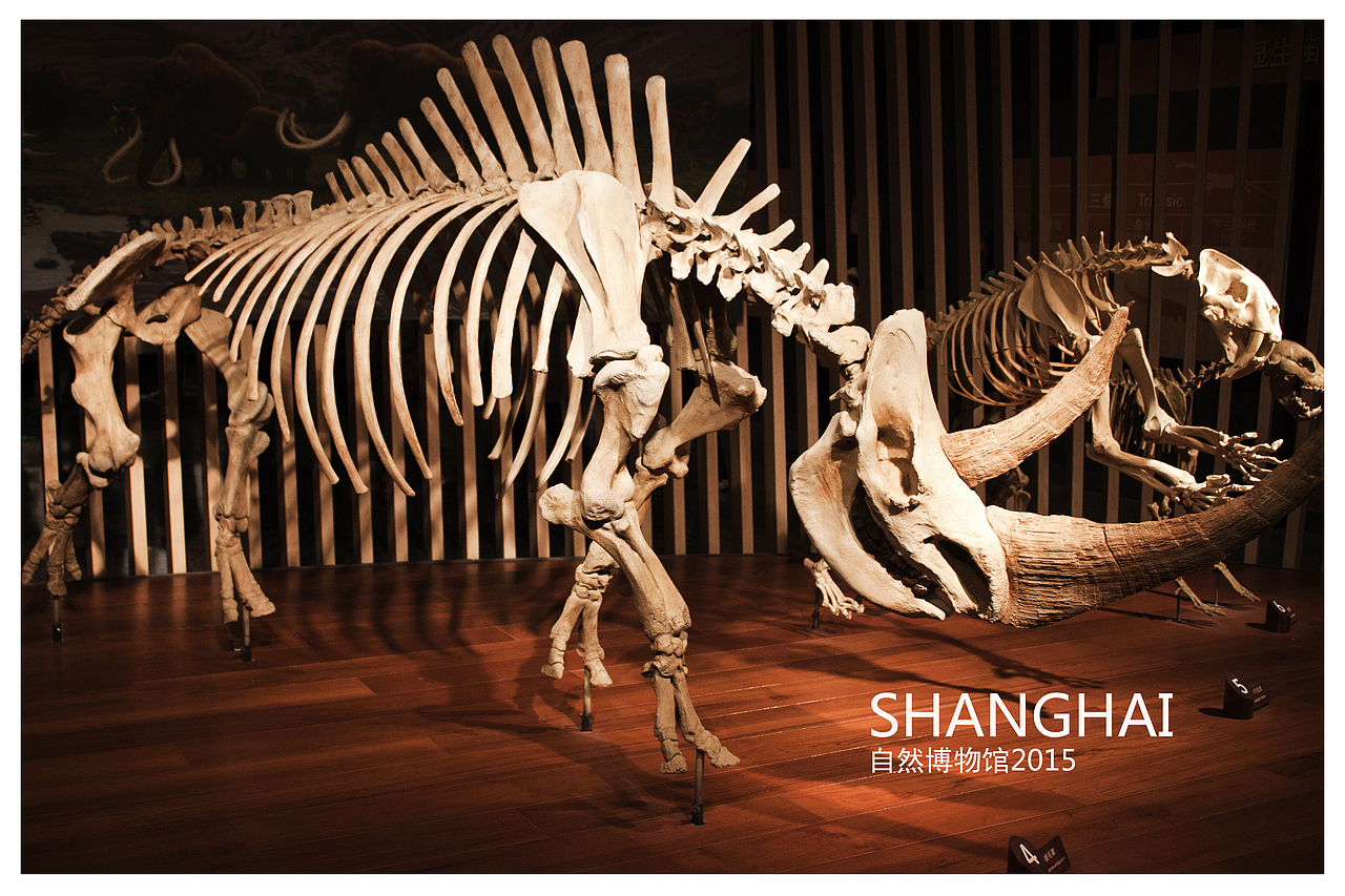 上海自然博物馆掠影