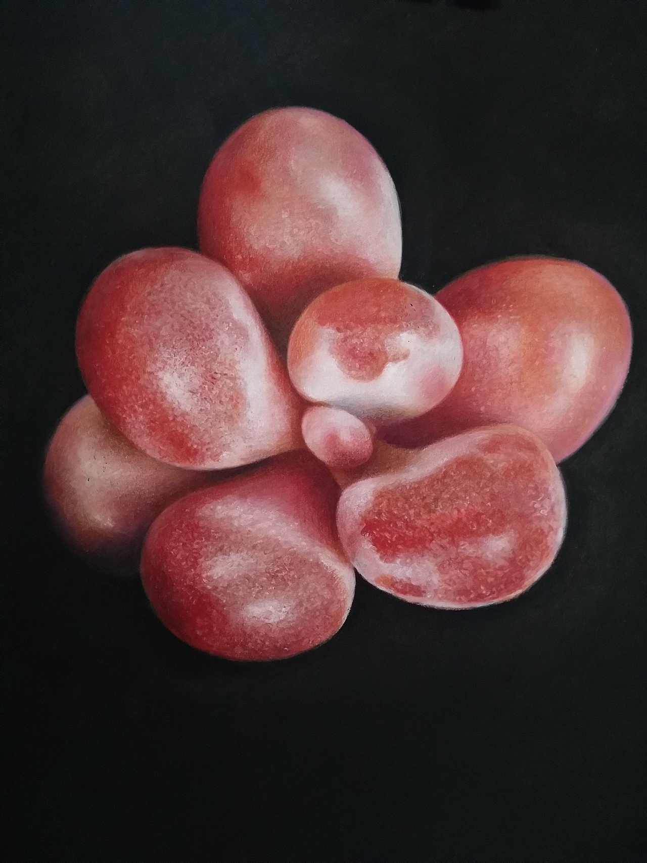 李胜仁 作品（多肉）（图ZMTYzMjk2OTQw） - 绘画 - 站酷设计师李胜仁原创素材 - 站酷ZCOOL