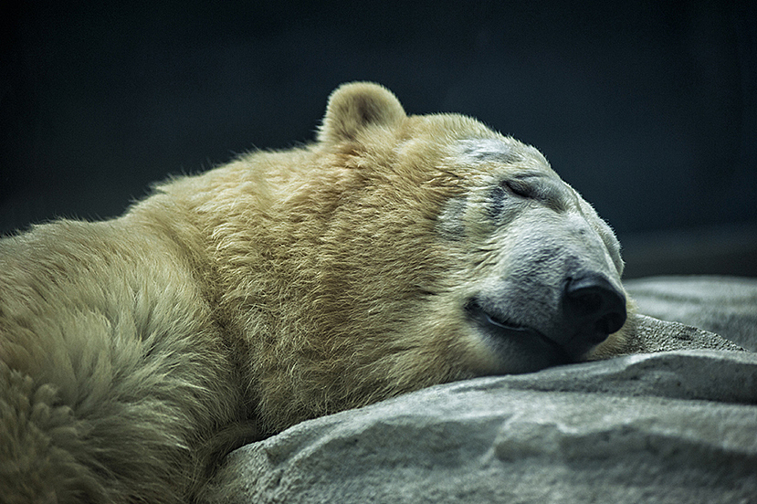 2013拍摄动物整理