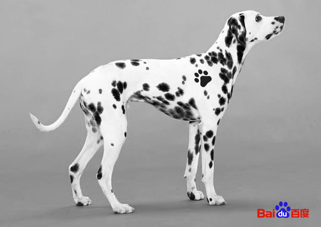 读一只狗的遗嘱有感