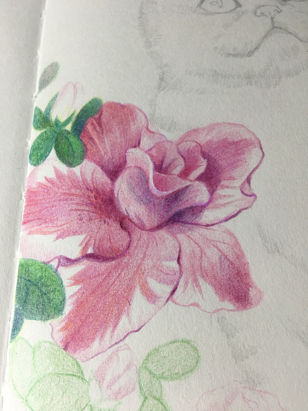 【彩铅手绘】宠物肖像系列-猫与花草（图ZMjI0NzM5OTc2） - 商业插画 - 站酷设计师北极以北821015原创素材 - 站酷ZCOOL