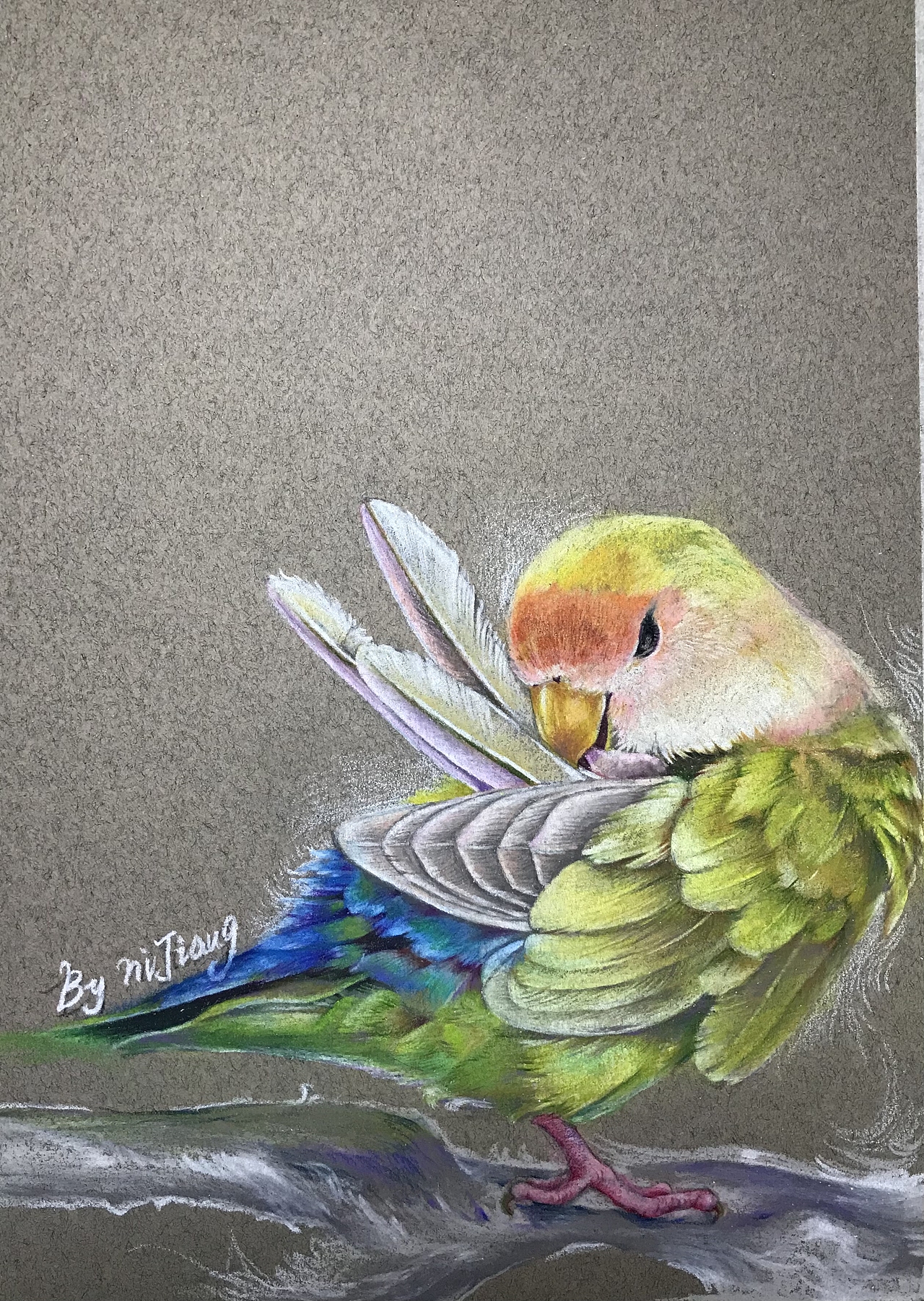 牡丹鹦鹉苹果绿