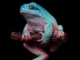 《老爷树蛙》静态模型