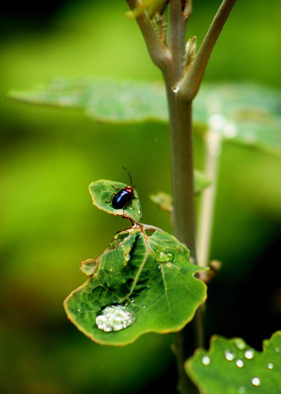 一叶一世界（图ZODQ3NDEzNzY=） - 风光摄影 - 站酷设计师Genie21st原创素材 - 站酷ZCOOL