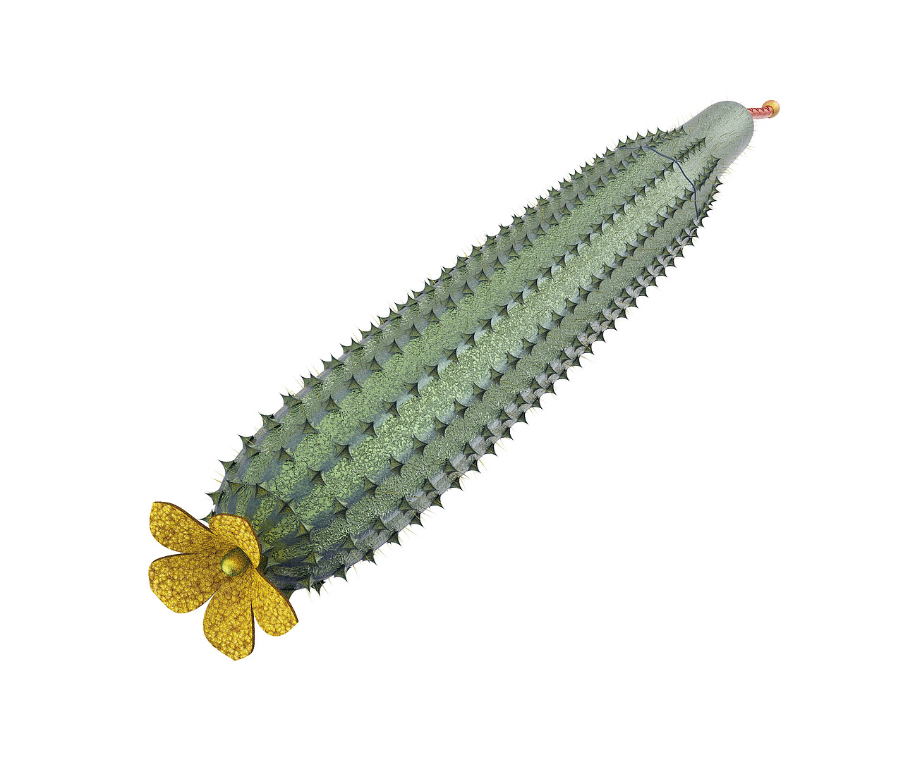 【果蔬系列】（图ZMTYwODMyMTYw） - 生活用品 - 站酷设计师凉茶菌原创素材 - 站酷ZCOOL