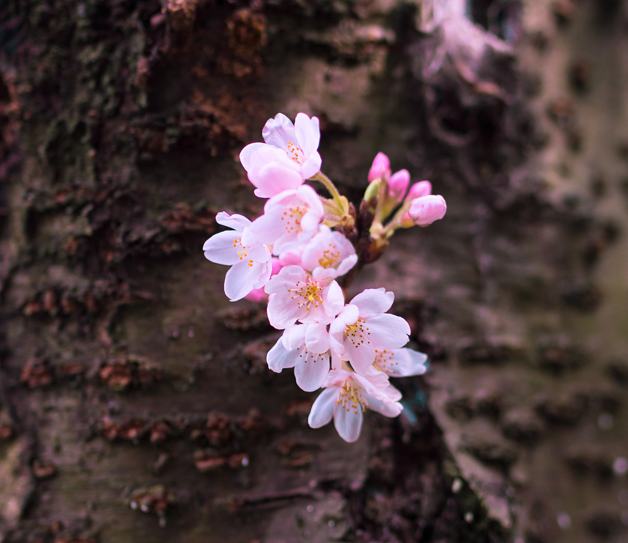 手机随手拍——樱花Sakura|摄影|风光摄影|reatty513 - 原创作品 - 站酷 (ZCOOL)
