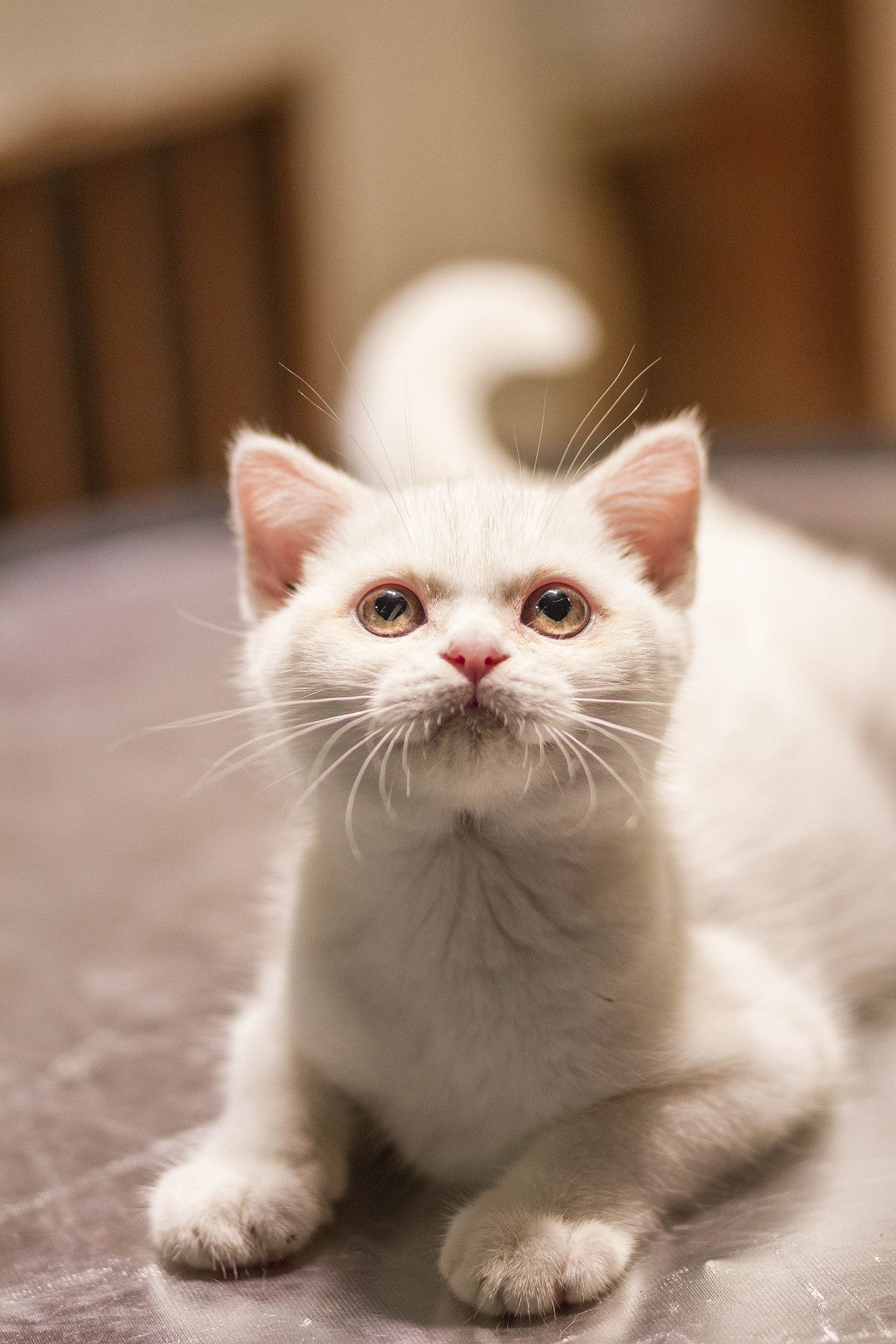 momo宠物摄影作品