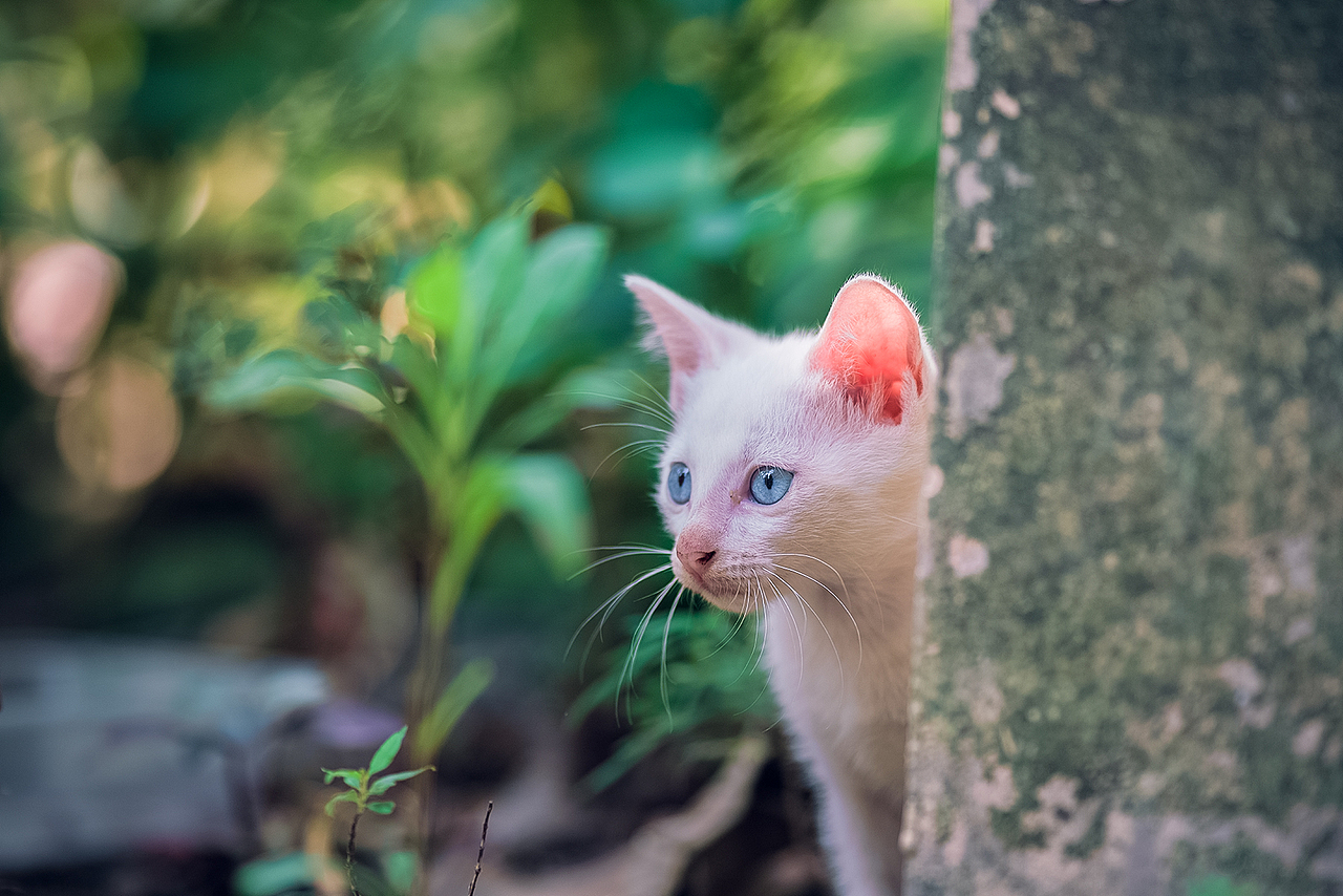 寻猫集100
