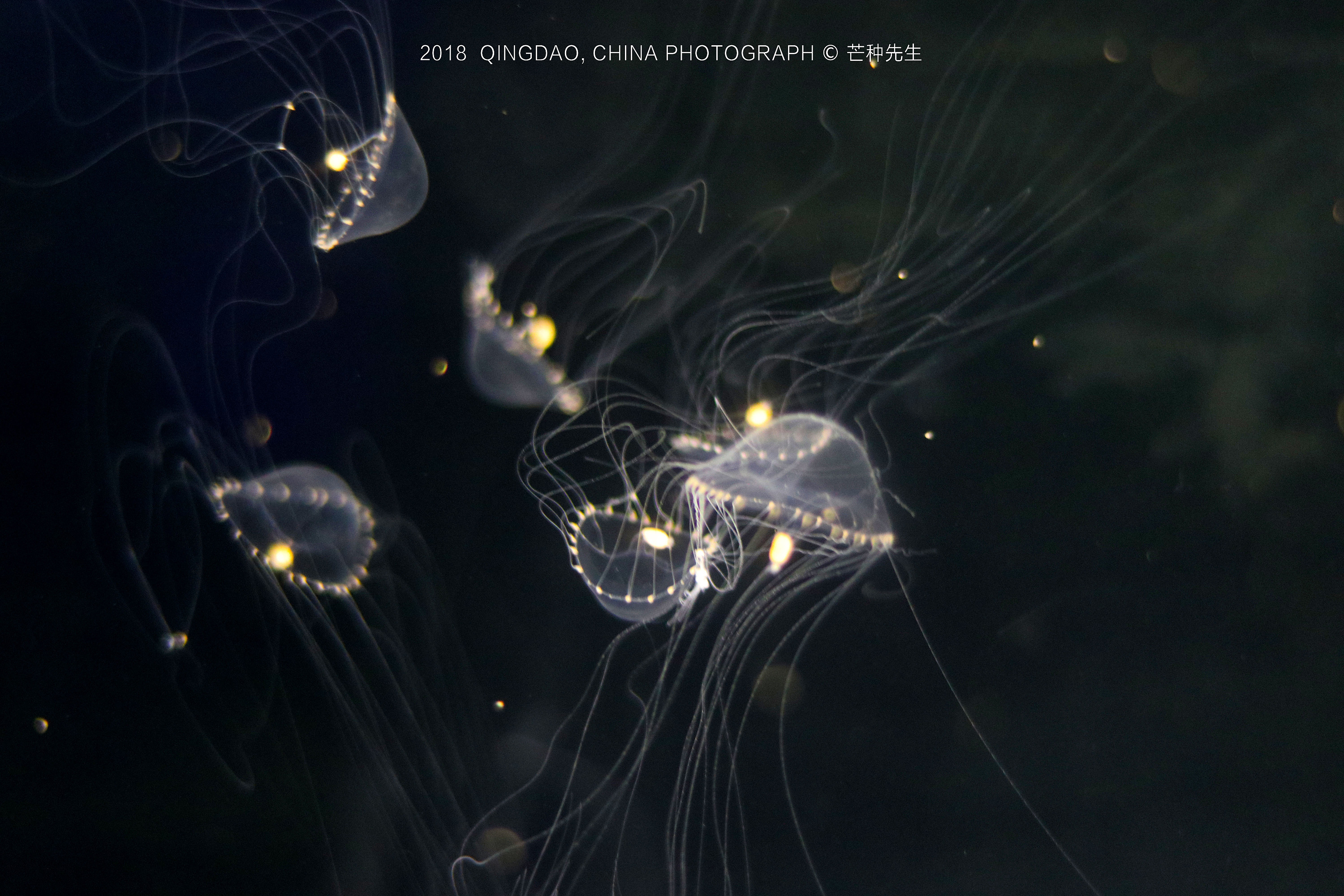 jellyfish水母,漂亮的海洋精灵!