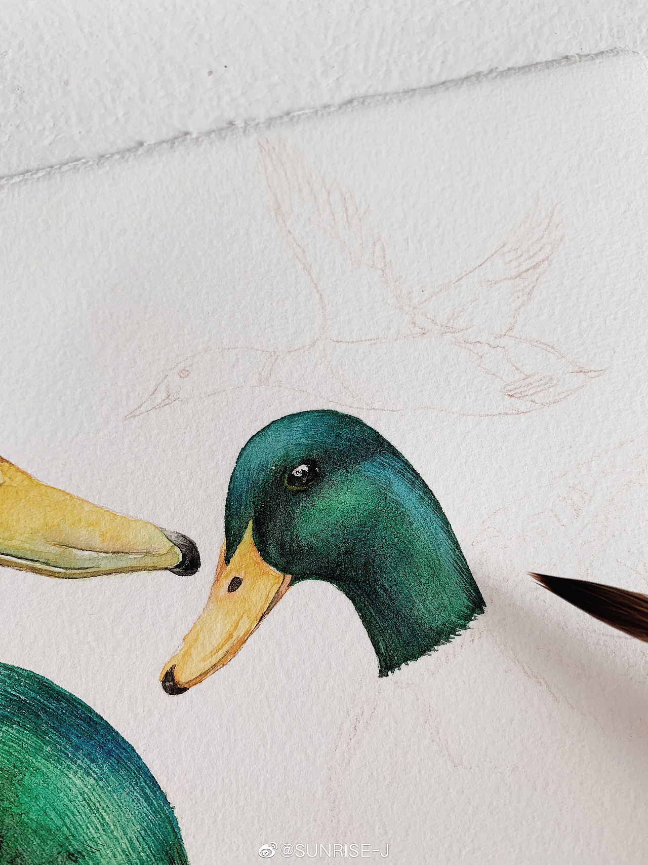 水彩 绿头鸭|插画|商业插画|文静手绘_原创作品-站酷zcool