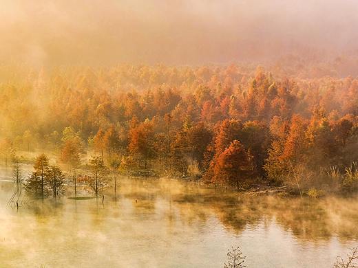 华为P40 Pro | 误入江南水乡，遇见落羽仙境