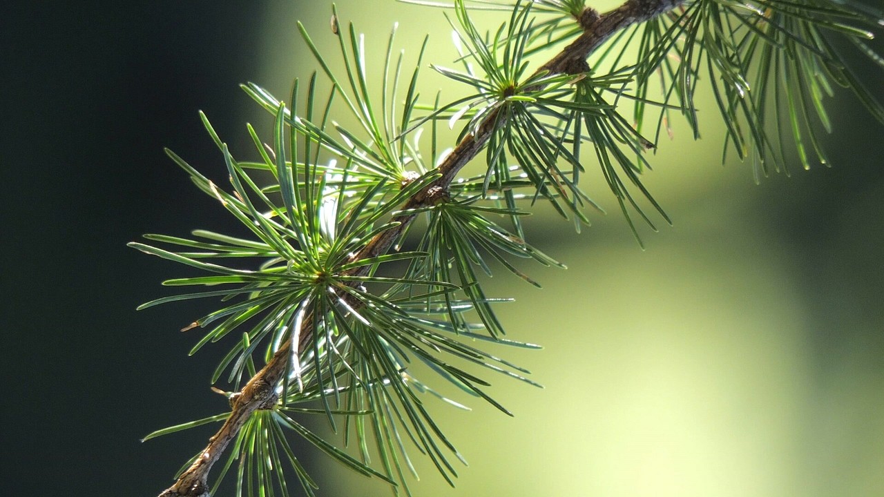 绿色护眼高清动态壁纸