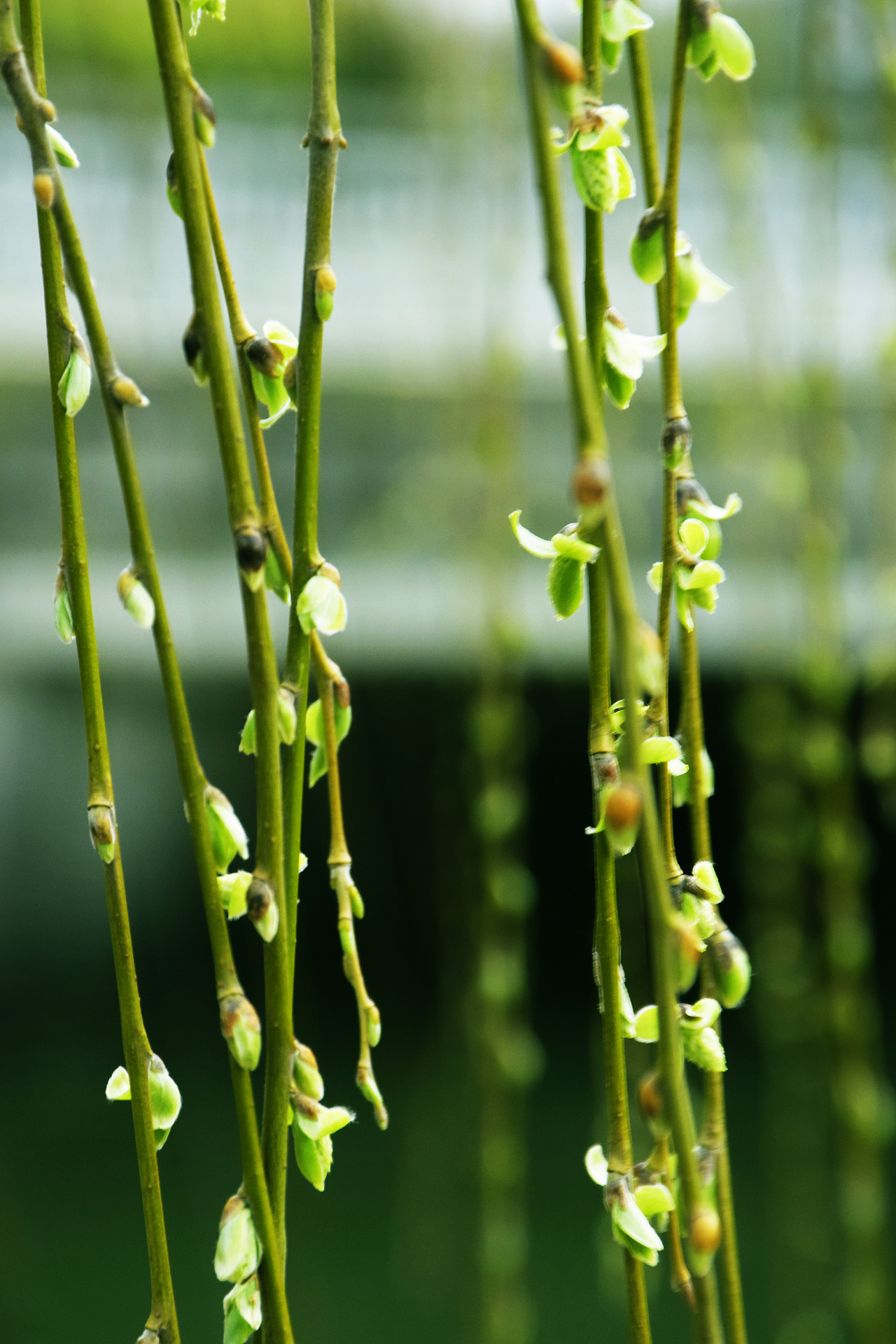 江南柳绿（图ZMTk3NDc3ODA0） - 风光摄影 - 站酷设计师Z03188214原创素材 - 站酷ZCOOL