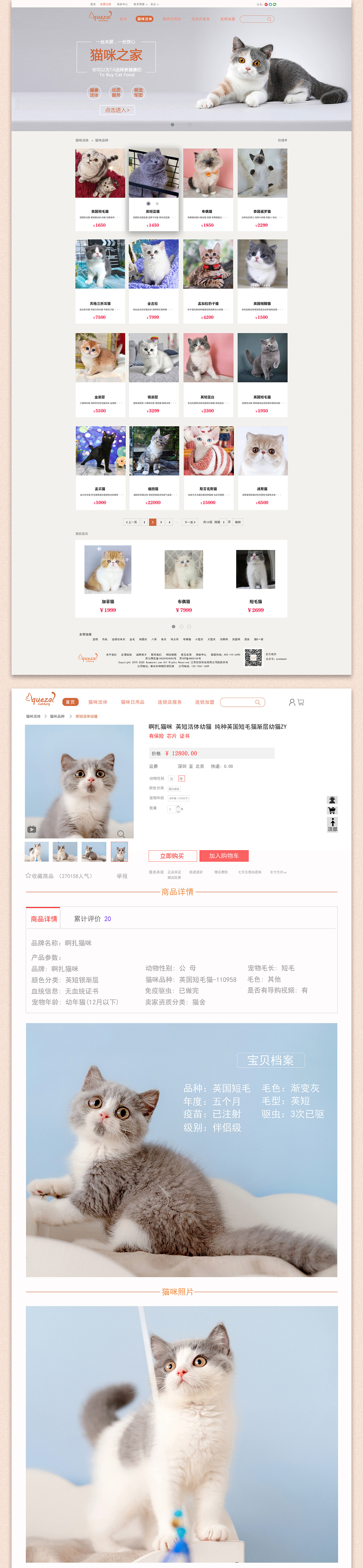 网页项目猫咪网页