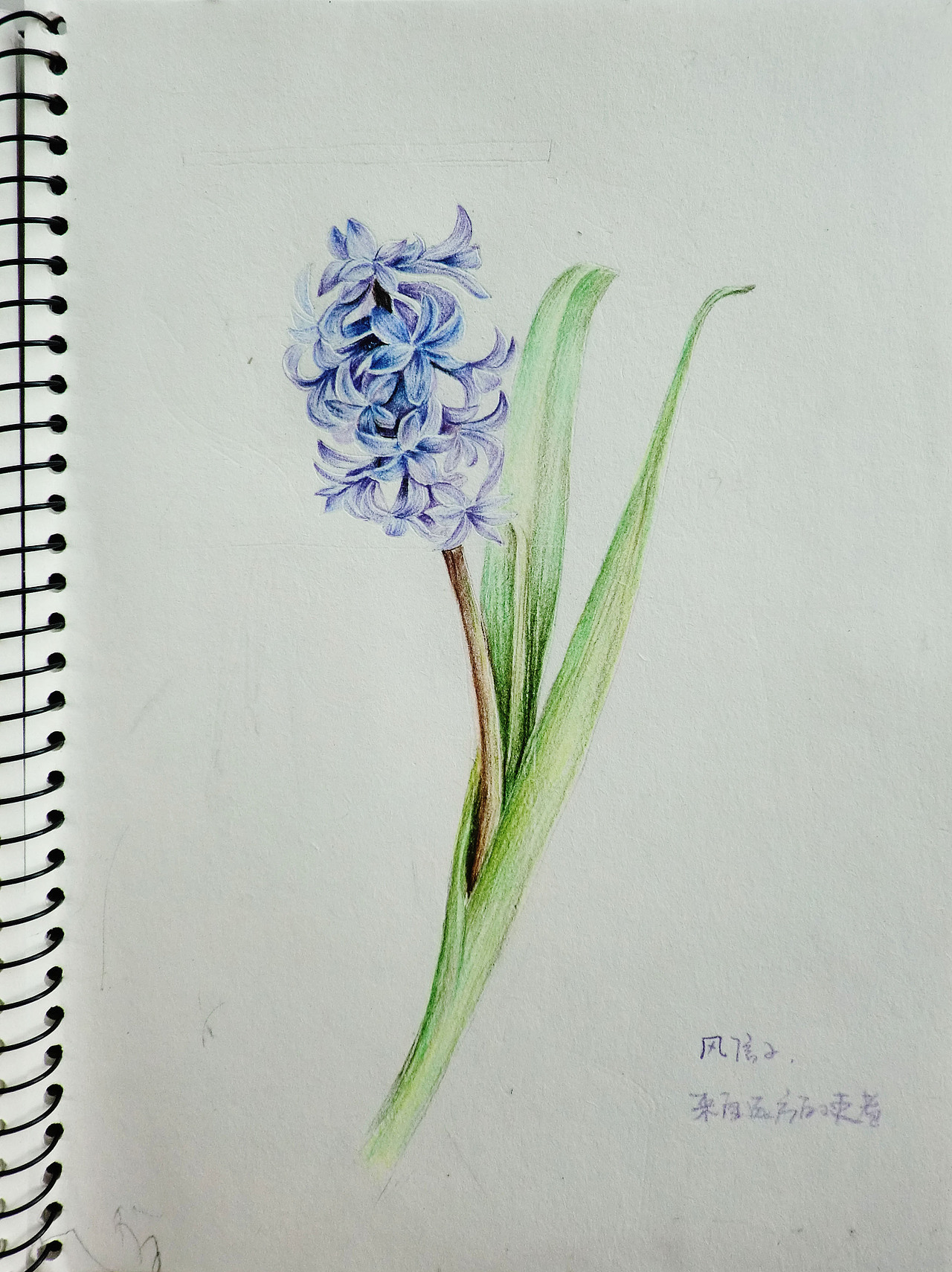 彩色铅笔手绘画花3