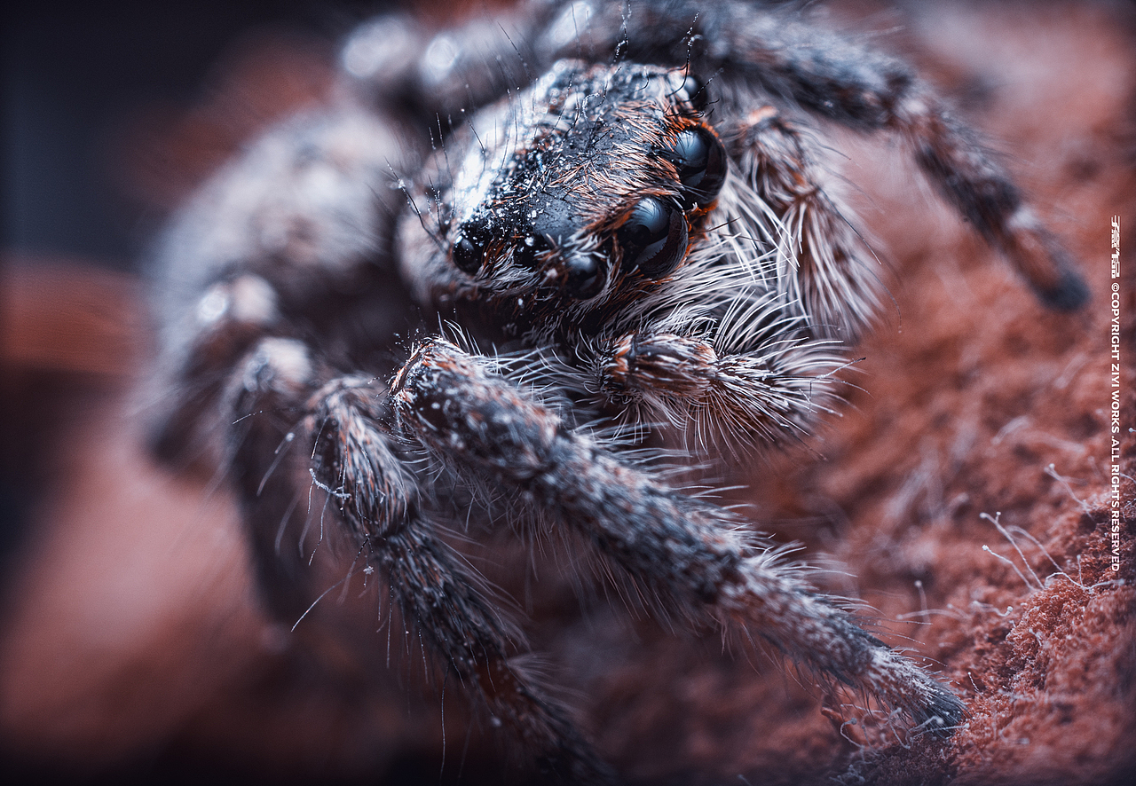 《蜘蛛》5倍超微距|摄影|风光摄影|摄影师子意_原创作品-站酷zcool