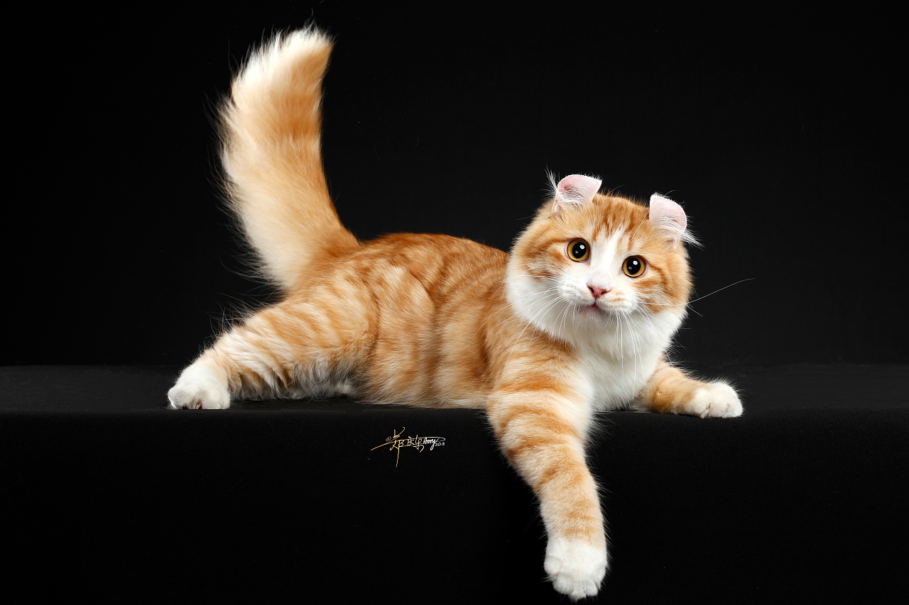 美国卷耳猫|摄影|宠物摄影|amyworks赛猫摄影 - 原创作品 - 站酷