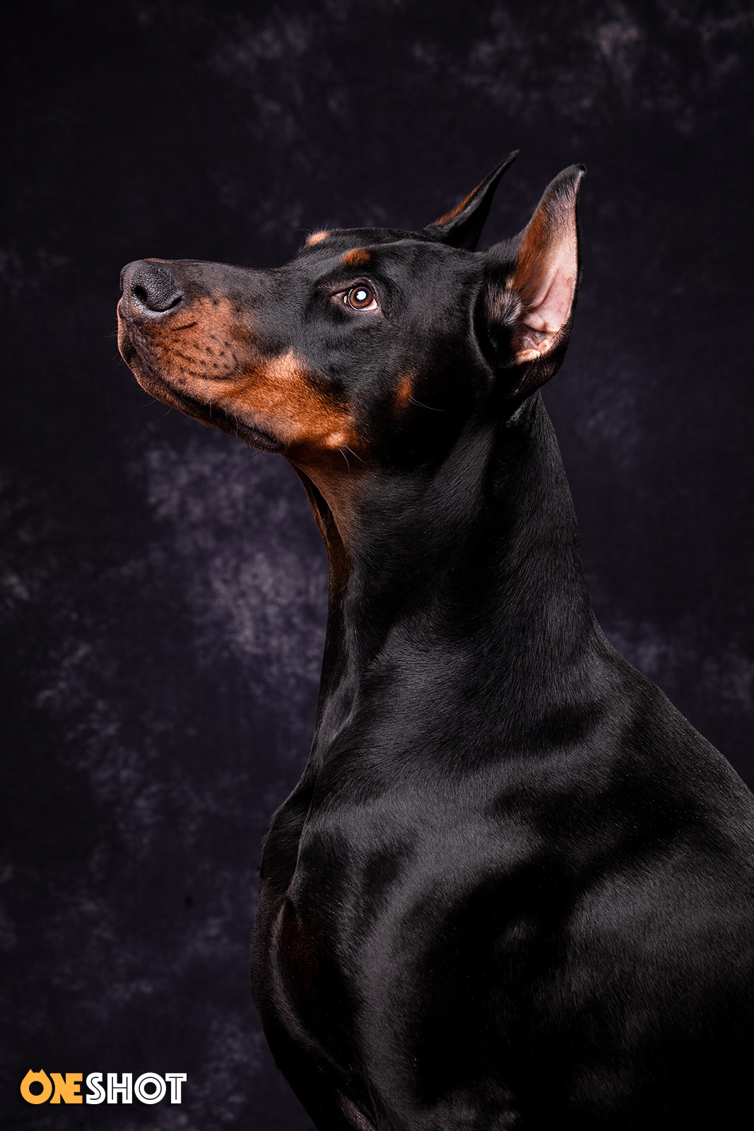杜宾犬肖像 | Jason|摄影|动物|WildKay - 原创作品 - 站酷 (ZCOOL)
