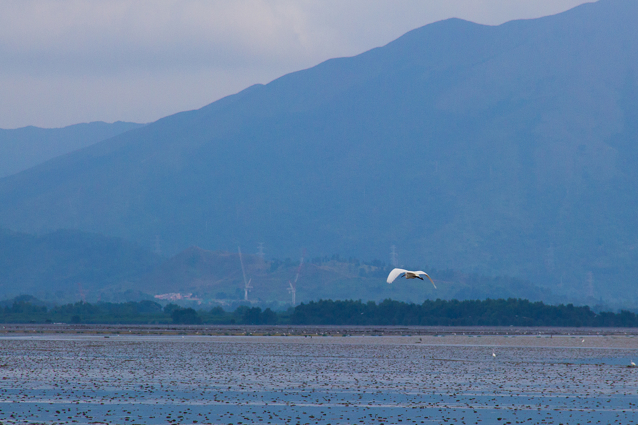 深圳红树林（图ZMzY1NjE5NjQ=） - 风光摄影 - 站酷设计师jyb179原创素材 - 站酷ZCOOL