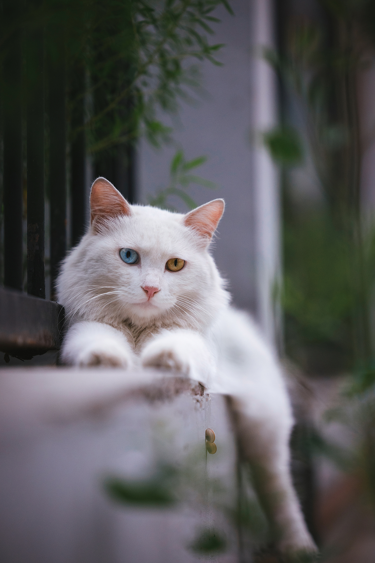 使用佳能EOS R5解锁更多猫咪姿势(图ZMjIyNDgxNjg0) - 宠物摄影 - 站酷设计师克查原创素材 - 站酷ZCOOL