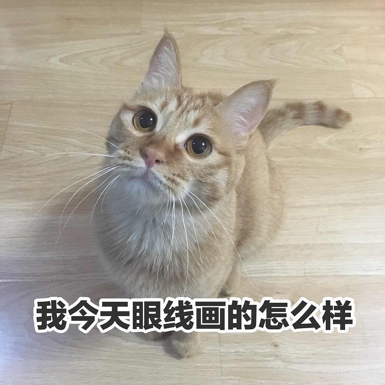 菜刀眼黄豆芽的日常（图ZODEwMzc0MDQ=） - 宠物摄影 - 站酷设计师violasean原创素材 - 站酷ZCOOL