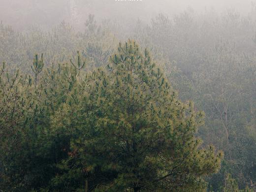 家里的春（個(gè)人主頁(yè)-ZNDM5ODU4MzI=） - 人文/紀(jì)實(shí)攝影 - 站酷設(shè)計(jì)師困在slin啊原創(chuàng)素材 - 站酷ZCOOL